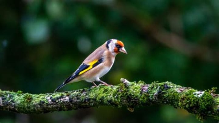 Birds And What They Represent