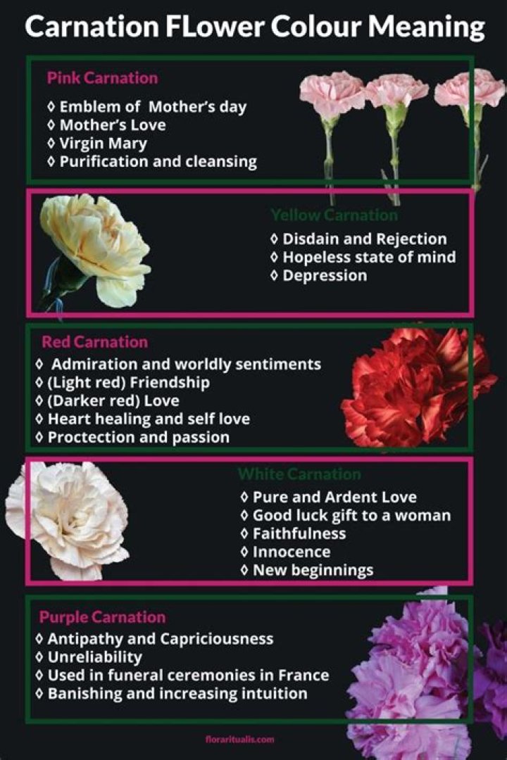 Carnation Flower Meaning Symbolism