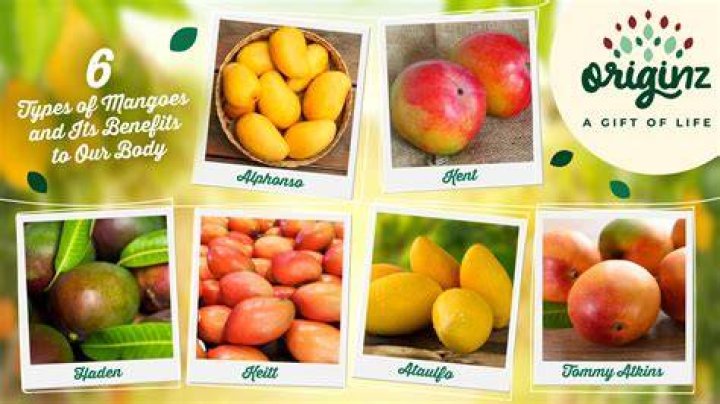 Discover The World Of Mangoes: Explore All Varieties And Flavors