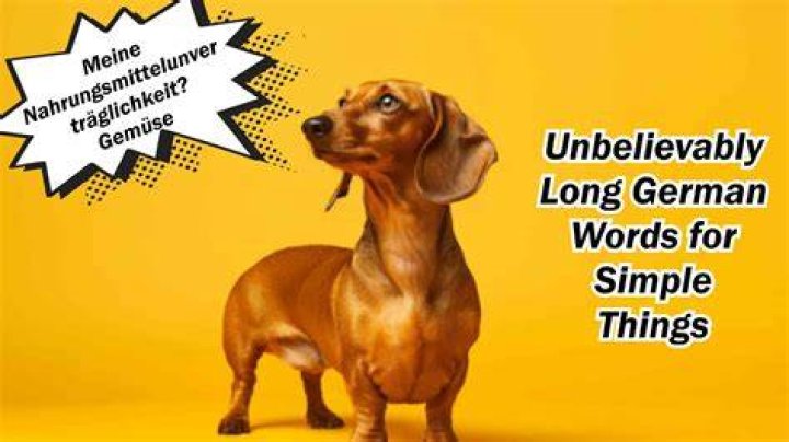Hilarious And Lengthy German Words: A Linguistic Odyssey
