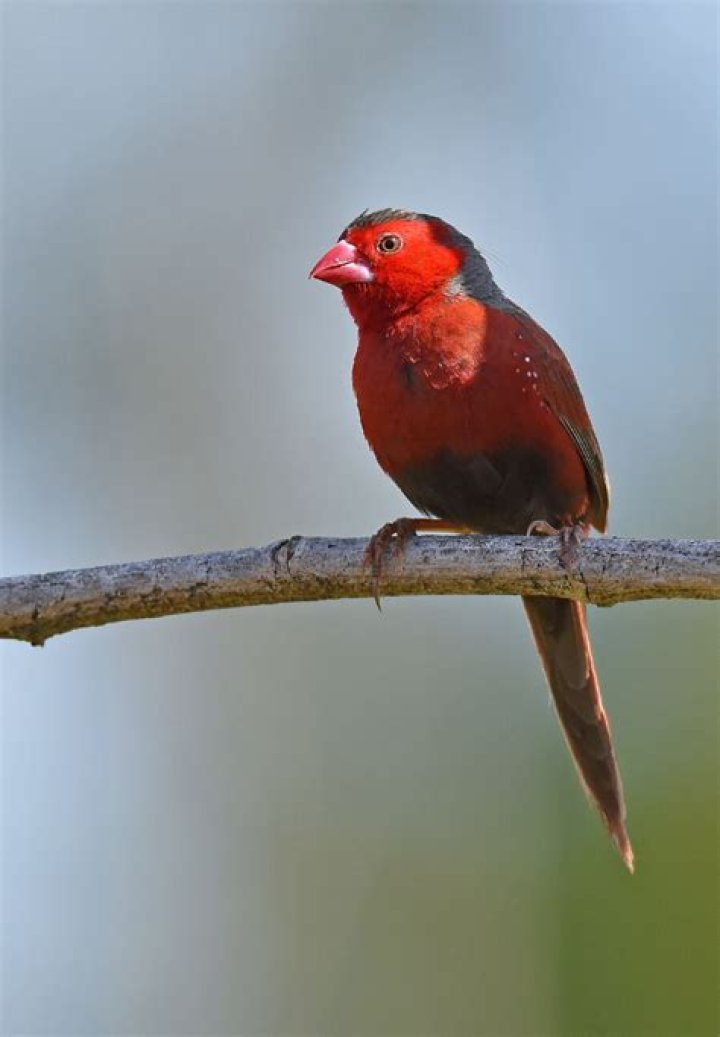 Meaning Of Seeing Red Birds
