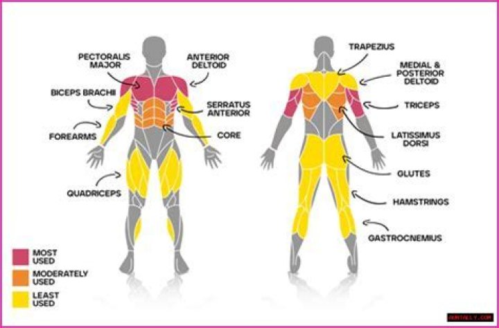 Muscles Targeted And Benefits Revealed
