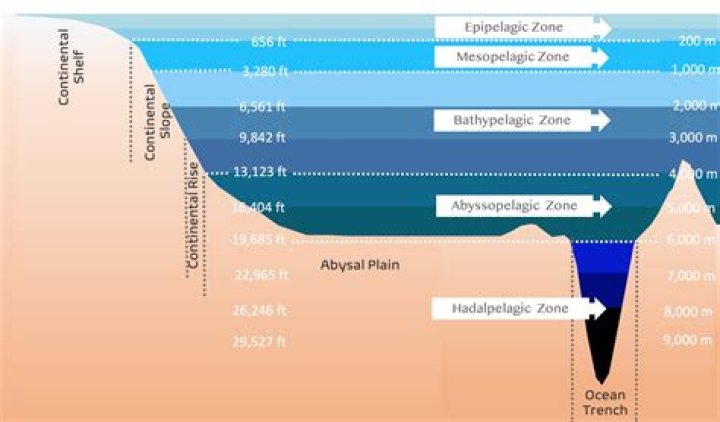 Olivia Rodriguez's Age: An In-Depth Exploration