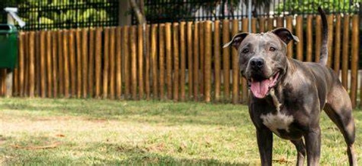 Pit Bull Net Worth 2023
