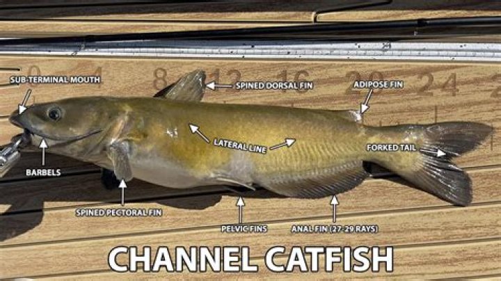 The Demise Of Max On Catfish: Unraveling His Fate