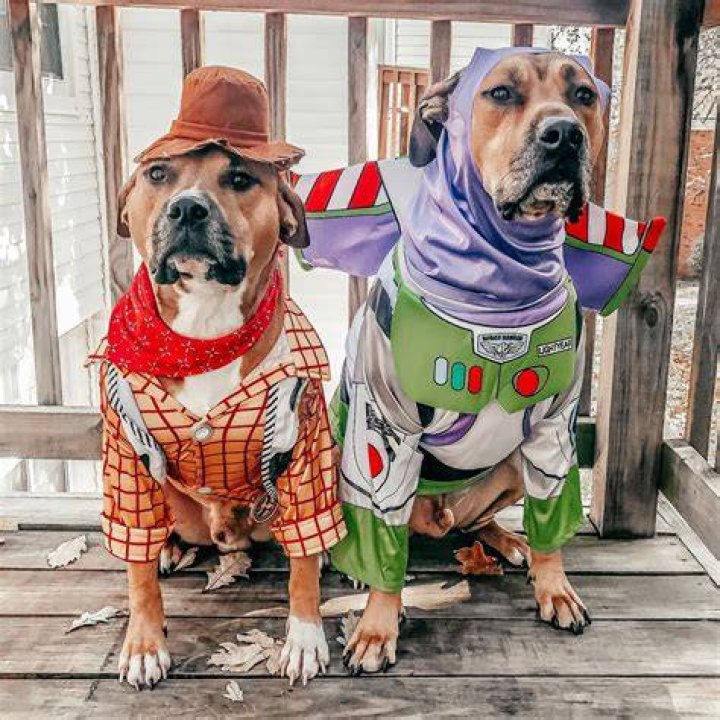 The Ultimate Guide To Wearing A Guy In Dog Costume: Tips And Tricks