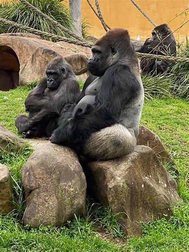 Unveiling The Enigmatic Kaius Gorilla: Discoveries And Insights Await