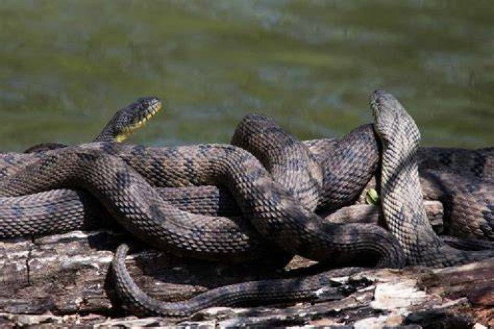 Unveiling The Enigmatic Realm Of Water Snakes In Colorado