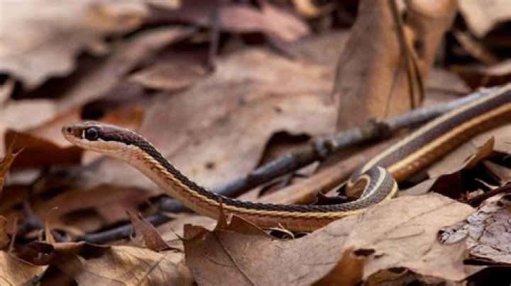 Unveiling The Secrets Of Snakes With Brown And White Stripes