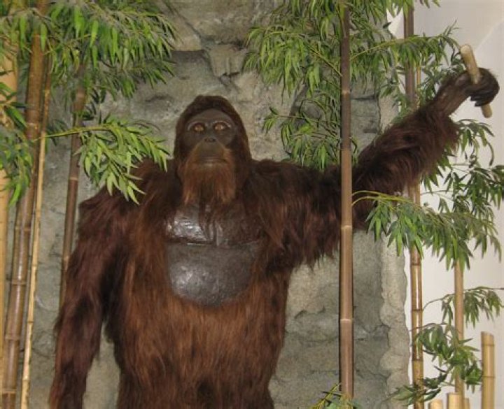 Unveiling The Secrets Of The "Ugliest Monkey In The World"
