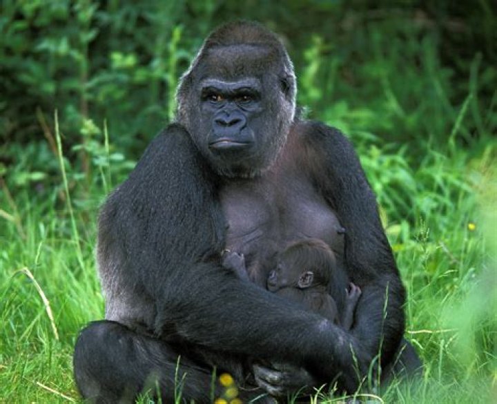 What's Gorilla Real Name