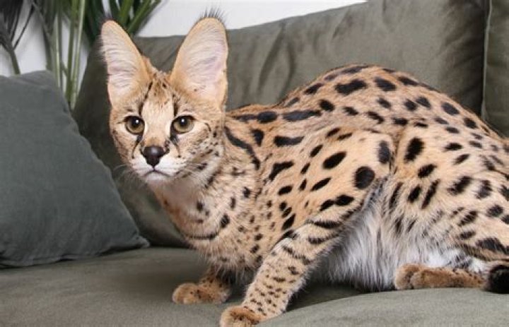 What Is The Most Expensive Cat Breed